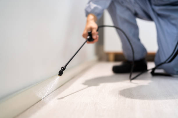 Licensed Ant Control service in Union County County, MS - Nex Pest Control